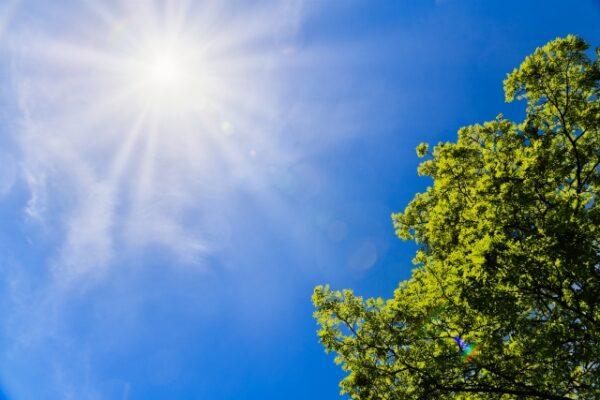 夏の外構メンテナンス